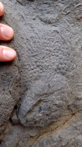 dino skin 576x1024