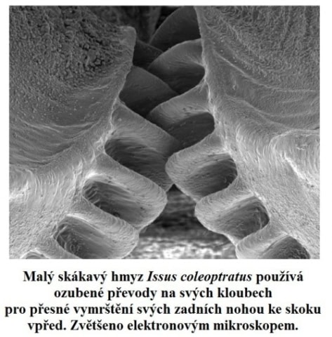 dosud jediny ozubeny prevod nalezeny v prirode 1 uvodni obrazek.img assist custom 500x507 1