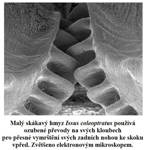 dosud jediny ozubeny prevod nalezeny v prirode 1 uvodni obrazek.img assist custom 500x507 1