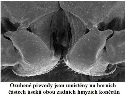 dosud jediny ozubeny prevod nalezeny v prirode 3 nohy s ozubenim.img assist custom 500x382 1