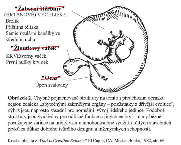embryo 02