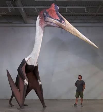 pterosaur 01